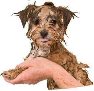 мытьё йорка